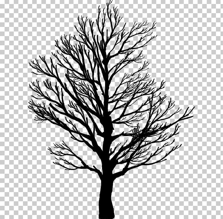 Tree Branch PNG, Clipart, Barren, Birch, Black And White, Branch ...