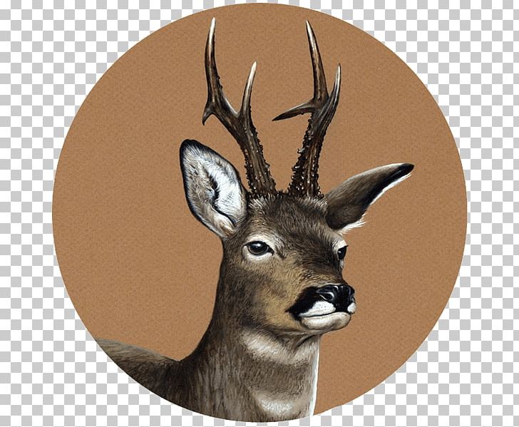 White-tailed Deer Pablo Pereira PNG, Clipart, Anatidae, Animal, Antelope, Antler, Dall Sheep Free PNG Download