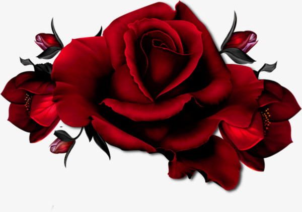 A Red Rose PNG, Clipart, Flowers, Red, Red Clipart, Red Rose, Rose Free PNG Download