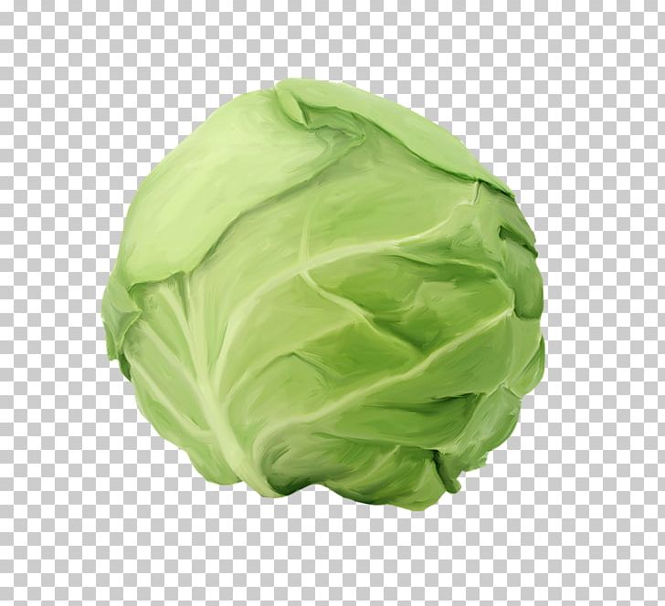 Cabbage Roll Capitata Group Kraut Vegetable Food PNG, Clipart, Brassica Oleracea, Brussels Sprout, Cabbage, Cabbage Roll, Camu Camu Free PNG Download