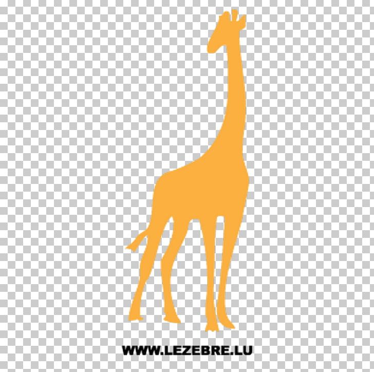 Okapi T-shirt Gift Northern Giraffe Birthday PNG, Clipart, Animal Figure, Baby Shower, Birthday, Clothing, Cuteness Free PNG Download