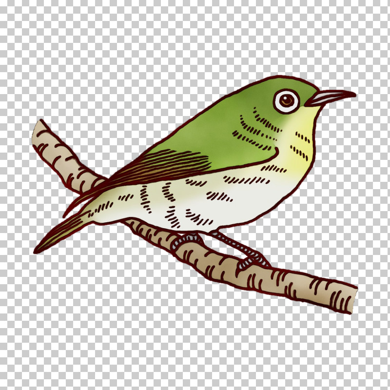 Feather PNG, Clipart, Beak, Cuckoos, Cuculiformes, Feather, Paint Free PNG Download