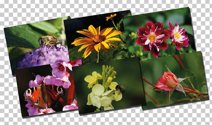 Floral Design Frames PNG, Clipart, Art, Blume, Flora, Floral Design, Floristry Free PNG Download