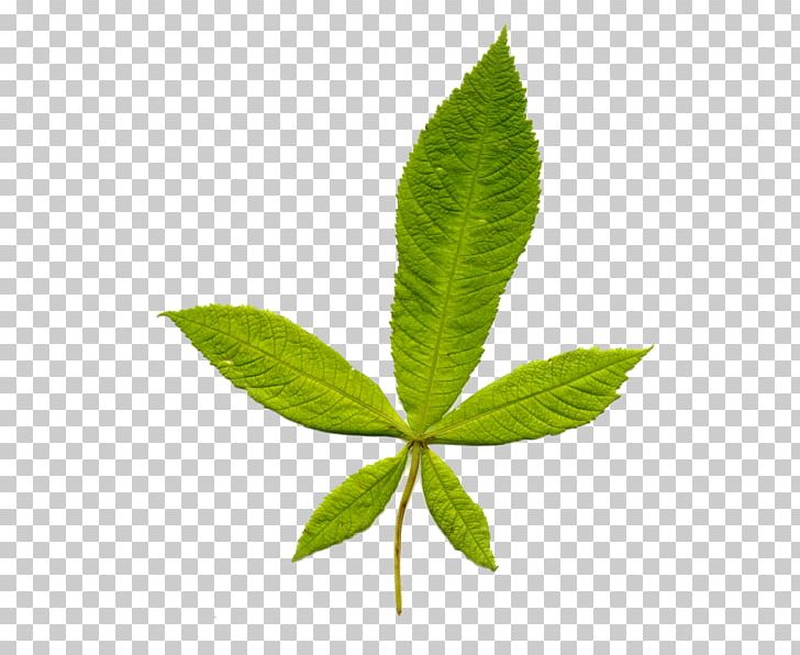 Leaf European Horse-chestnut Tree Plant Stem Beech PNG, Clipart, Ajna, Beech, Byte, Chestnut, European Horsechestnut Free PNG Download