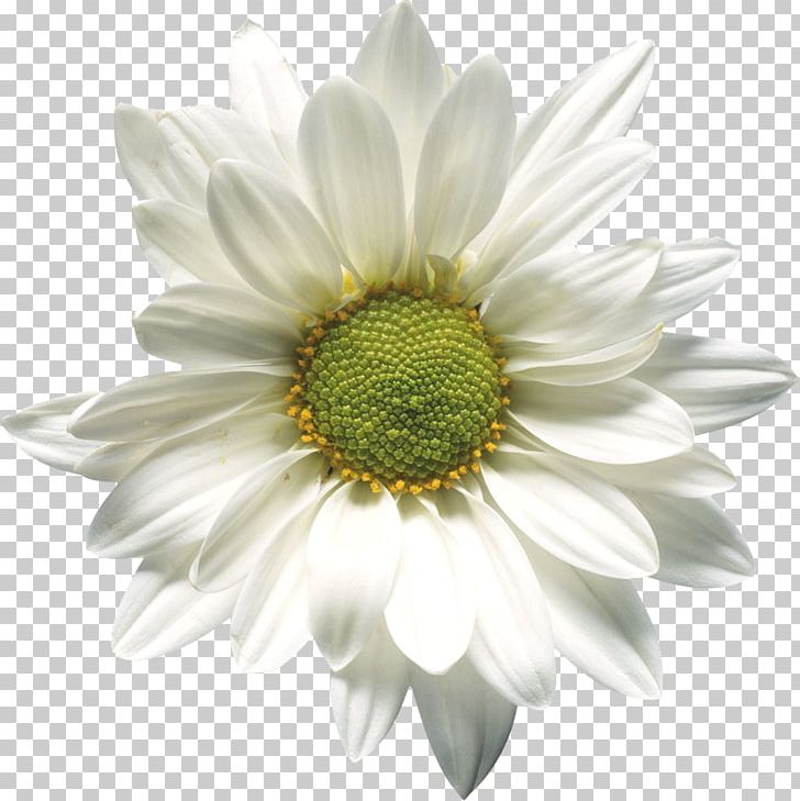 Romashky Matricaria Flower PNG, Clipart, Annual Plant, Aster, Camomile, Chamomile, Chrysanths Free PNG Download