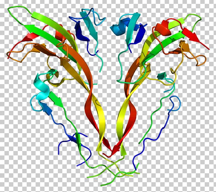Activin INHBA ACVR2B Protein Myostatin PNG, Clipart, 2 B, Activin, Activin Receptor, Area, Artwork Free PNG Download