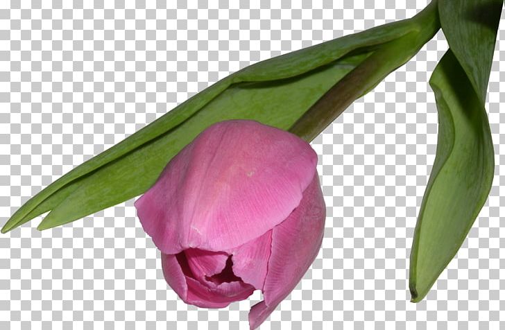 Flower Bouquet Tulip PNG, Clipart, Black Tulip, Bud, Cut Flowers, Digital Image, Flower Free PNG Download