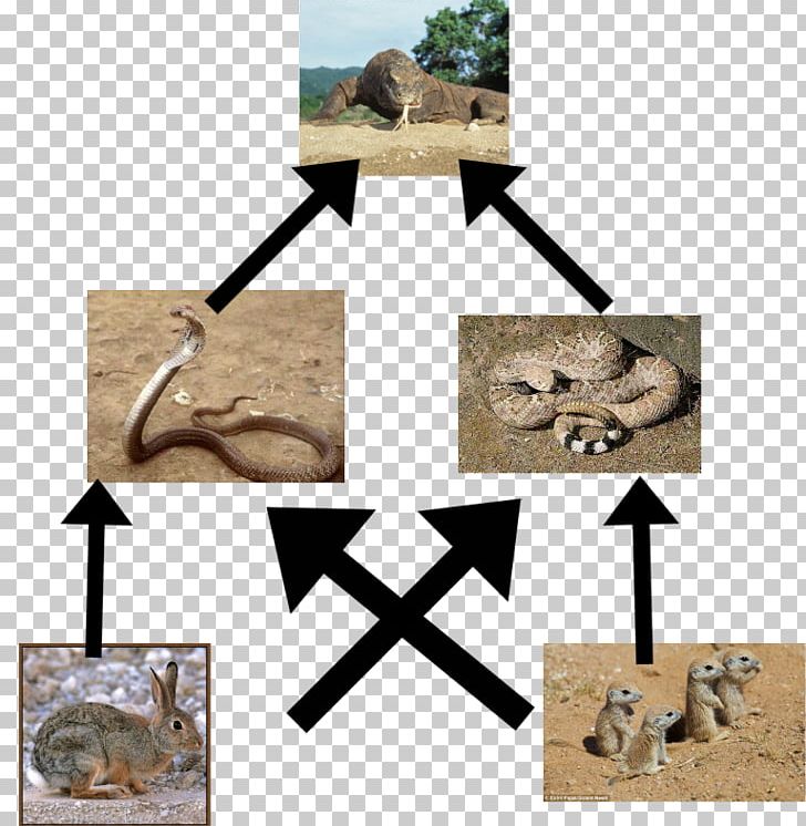 Desert Food Web Images