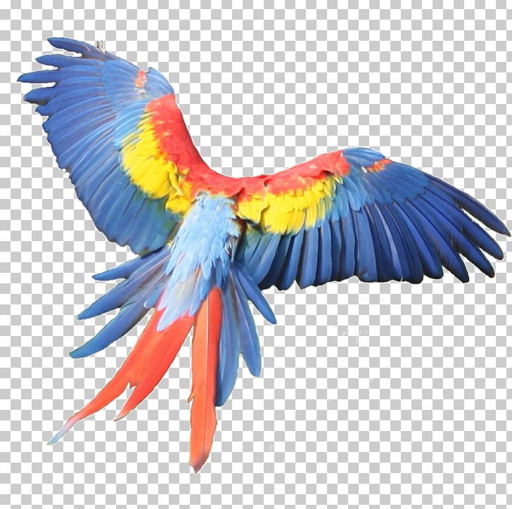 Macaw Feather Beak Parakeet Pet PNG, Clipart, Animals, Beak, Bird, Common Pet Parakeet, Feather Free PNG Download