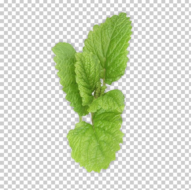 Pepermint PNG, Clipart, Pepermint Free PNG Download