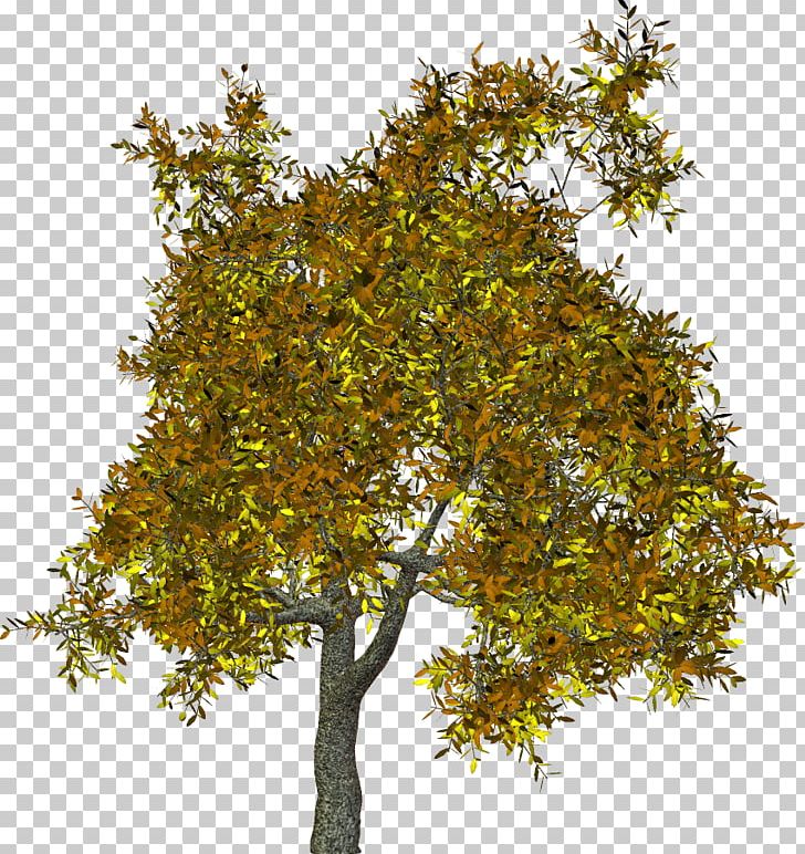 Plane Trees Branch Shrub PNG, Clipart, Branch, Clip Art, Daytime, Deciduous, Evergreen Free PNG Download