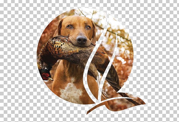 Redbone Coonhound Rhodesian Ridgeback Beagle Black And Tan Coonhound Hunting PNG, Clipart, Breed, Carnivoran, Coonhound, Deer Hunting, Dog Free PNG Download