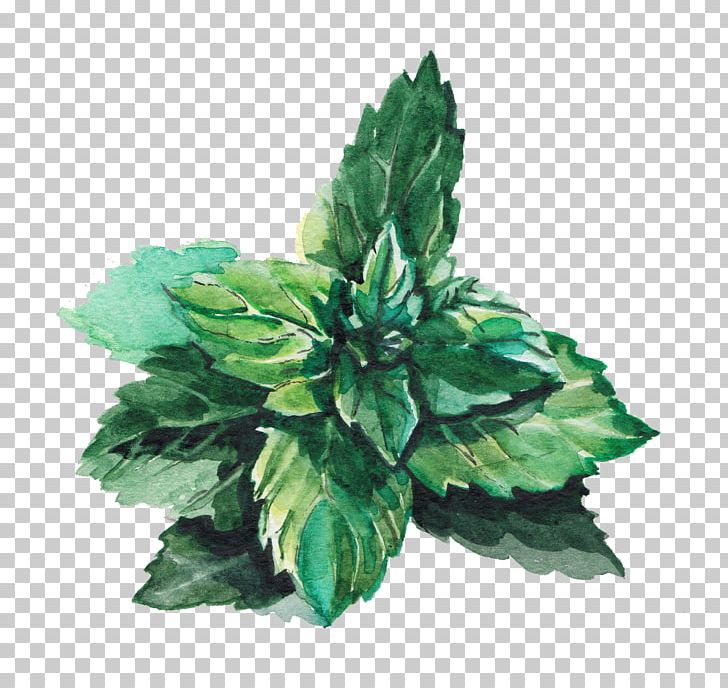 Water Mint Leaf Green Lemonade PNG, Clipart, Autumn Leaves, Banana Leaves, Cartoon, Copywriting, Fall Leaves Free PNG Download