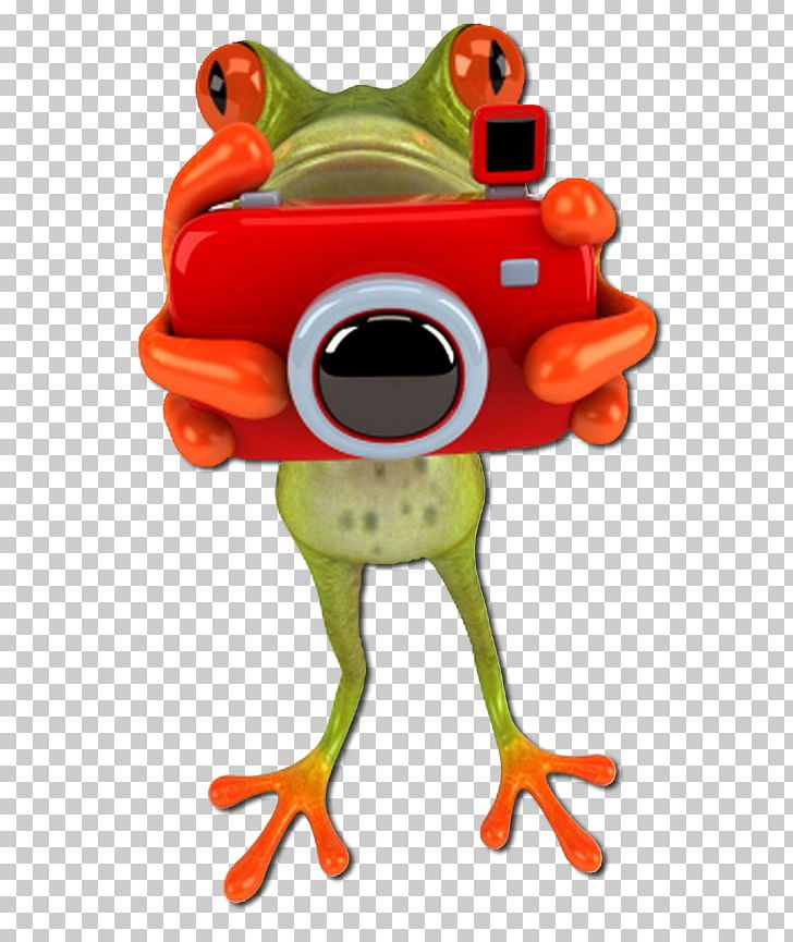 Infocus Photography Insurance Frog PNG, Clipart, Amphibian, Animals, Camera, Frog, Graphic Design Free PNG Download