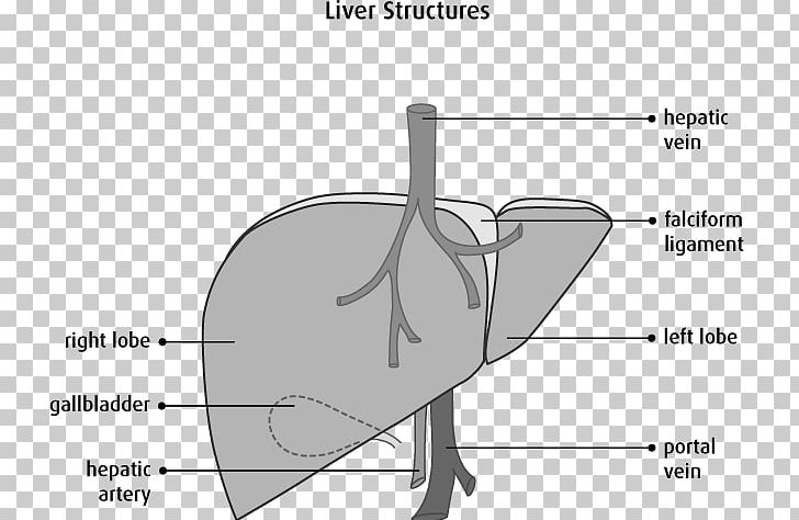 Lobes Of Liver Human Anatomy Gallbladder PNG, Clipart, Anatomy, Angle, Arm, Bile, Black And White Free PNG Download