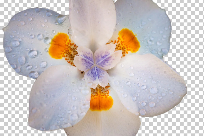 Iris Family Moth Orchids Flower Petal Spring PNG, Clipart, Biology, Flower, Iris, Irises, Iris Family Free PNG Download