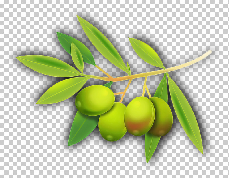 Plant Leaf Fruit Olive Tree PNG, Clipart, Branch, Flower, Fruit, Leaf, Olive Free PNG Download
