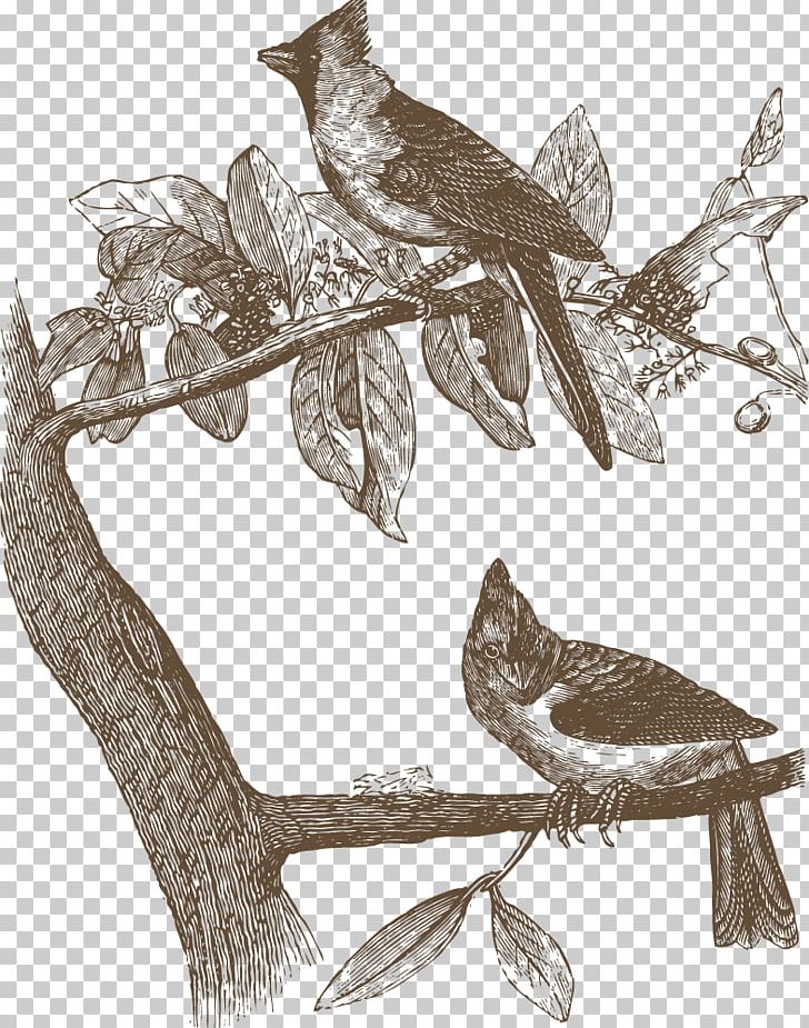 Bird Owl Common Nightingale Drawing Illustration PNG, Clipart, Adobe Illustrator, Animal, Animals, Art, Beak Free PNG Download