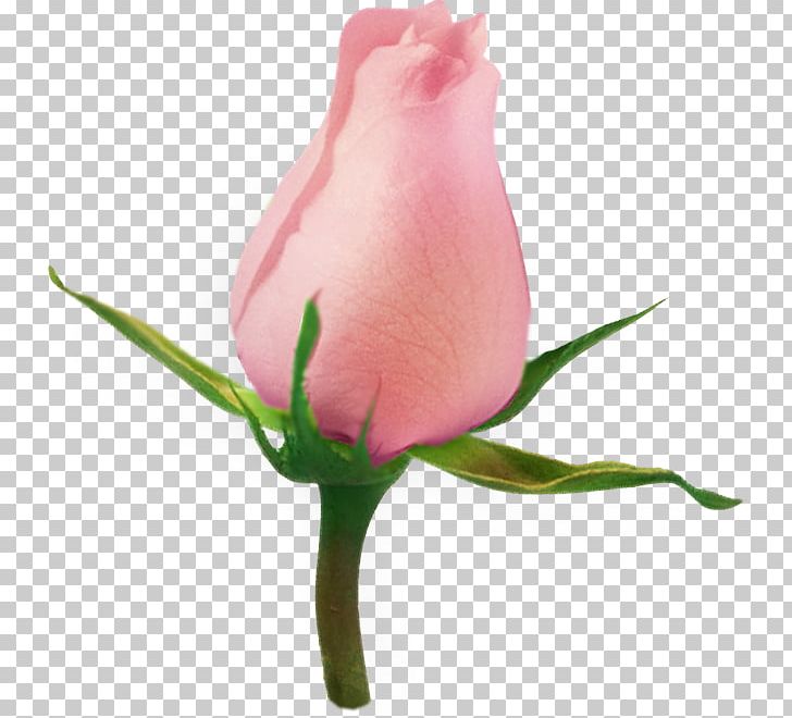 Garden Roses Flower PNG, Clipart, Bud, Cut Flowers, Flowering Plant, Plant Stem, Raster Graphics Free PNG Download