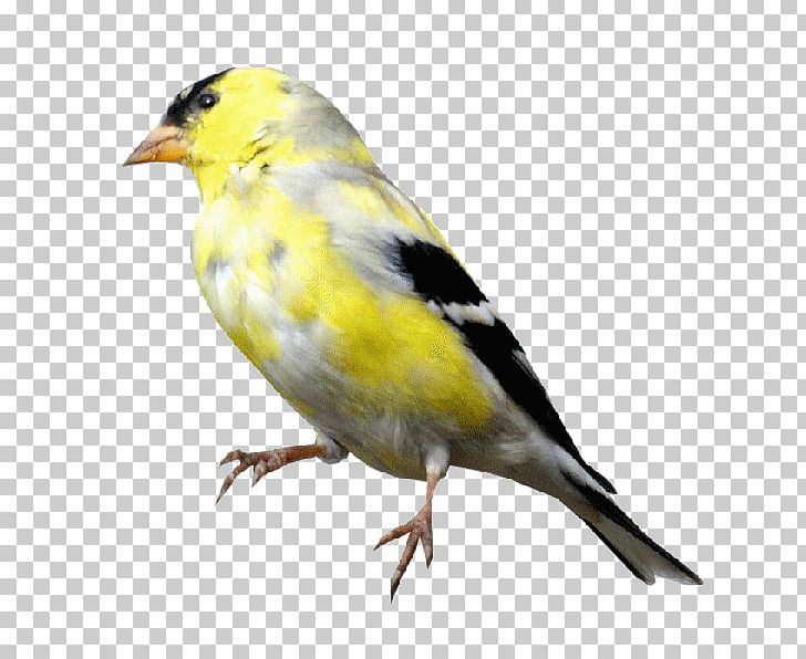 House Sparrow Bird Domestic Canary American Sparrows PNG, Clipart, American Sparrows, Animals, Animation, Beak, Bird Free PNG Download