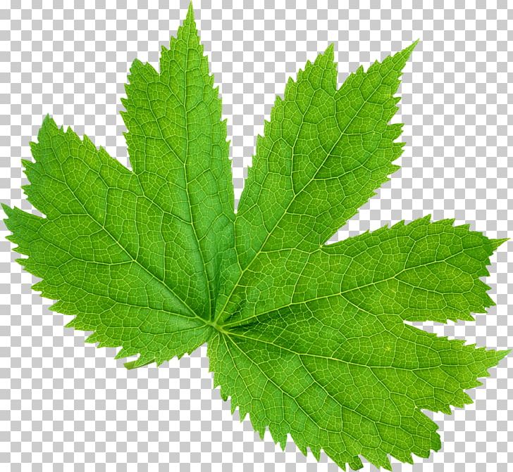 Leaf Green Centella Asiatica PNG, Clipart, Autumn, Autumn Leaf Color, Botany, Caprylic Acid, Centella Asiatica Free PNG Download