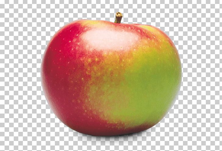 McIntosh Red Apple Cortland PNG, Clipart, Apple, Apple Red, Ben Davis, Cortland, Food Free PNG Download