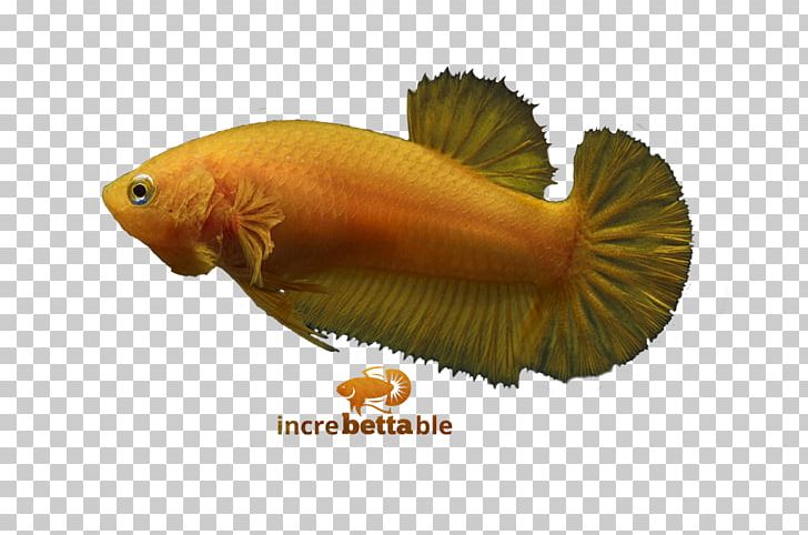Siamese Fighting Fish Red Yellow Fauna Biology PNG, Clipart, Betta, Betta Channoides, Biology, Fauna, Fish Free PNG Download