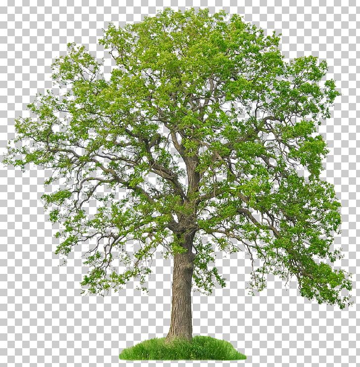 Tree Fraxinus Americana White Oak Bur Oak Arborist PNG, Clipart, Arborist, Ash, Branch, Bur Oak, Fraxinus Americana Free PNG Download