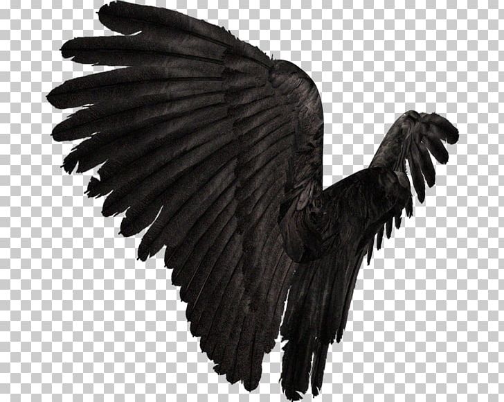 Wing American Crow Prichard PNG, Clipart, American Crow, Angel Wings, Avatan, Avatan Plus, Beak Free PNG Download