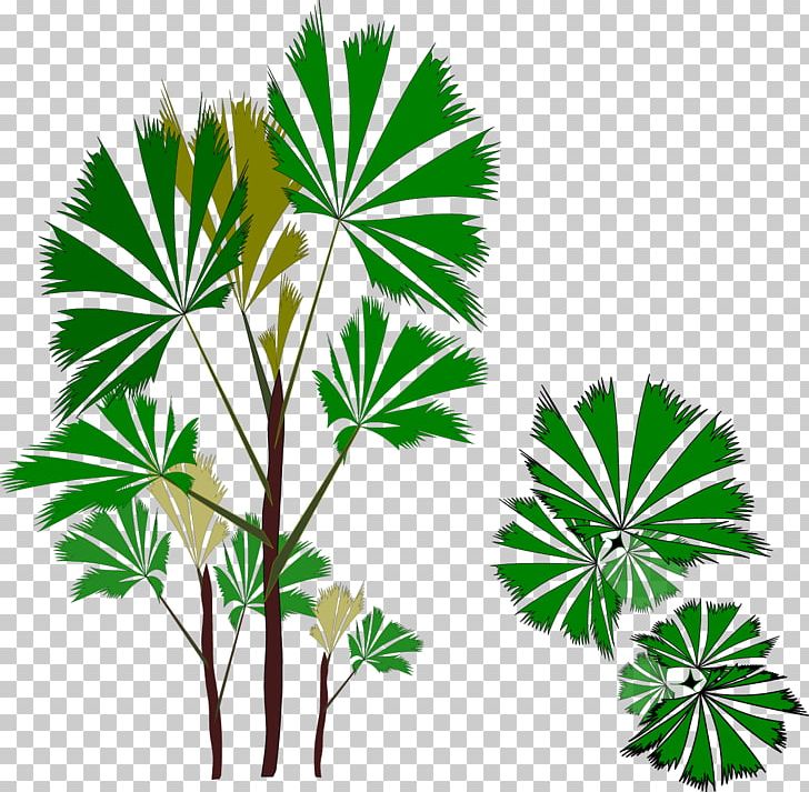 Arecaceae PNG, Clipart, Arecaceae, Flower, Grass, Green, Happy Birthday Vector Images Free PNG Download
