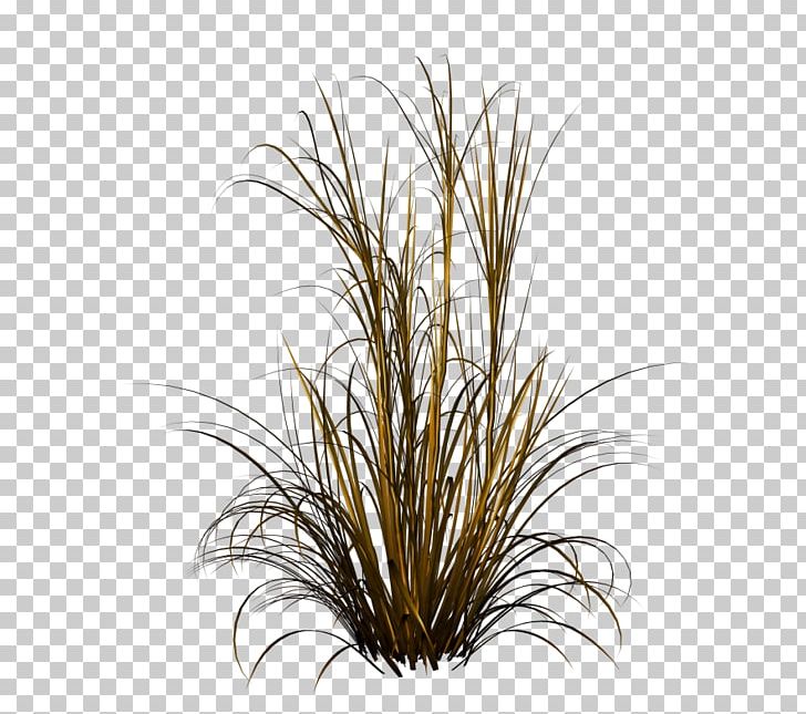 Chinese Fountain Grass Ornamental Grass PNG, Clipart, Bitki Resimleri, Chinese Fountain, Commodity, Fountain Grass, Fountaingrasses Free PNG Download