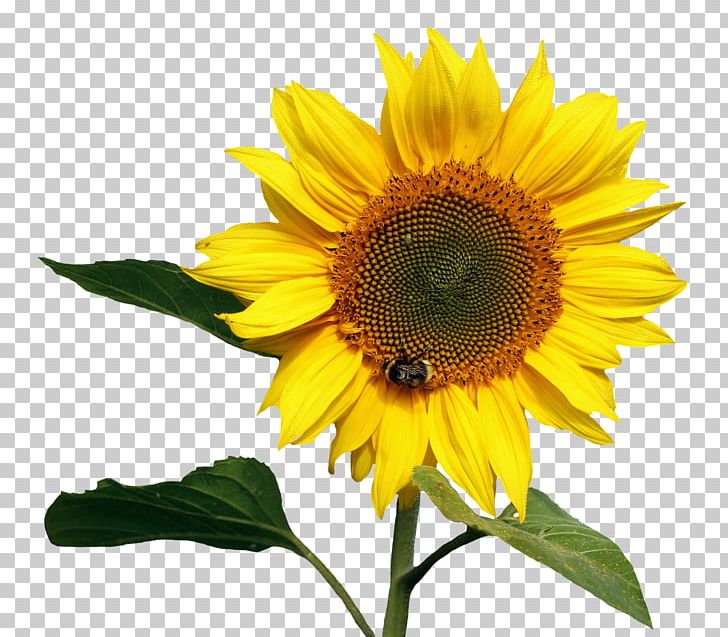 Common Sunflower PNG, Clipart, Common Sunflower, Daisy Family, Digital Media, Drawing, Flower Free PNG Download