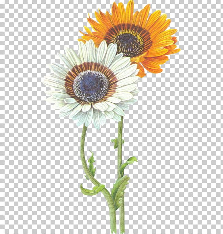 Common Sunflower Transvaal Daisy Common Daisy PNG, Clipart, Ayraclar, Cicek, Cicek Resimleri, Color, Common Daisy Free PNG Download
