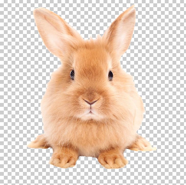Easter Bunny Hare Domestic Rabbit PNG, Clipart, Animals, Binaural, Bunnies, Bunny, Cute Animal Free PNG Download