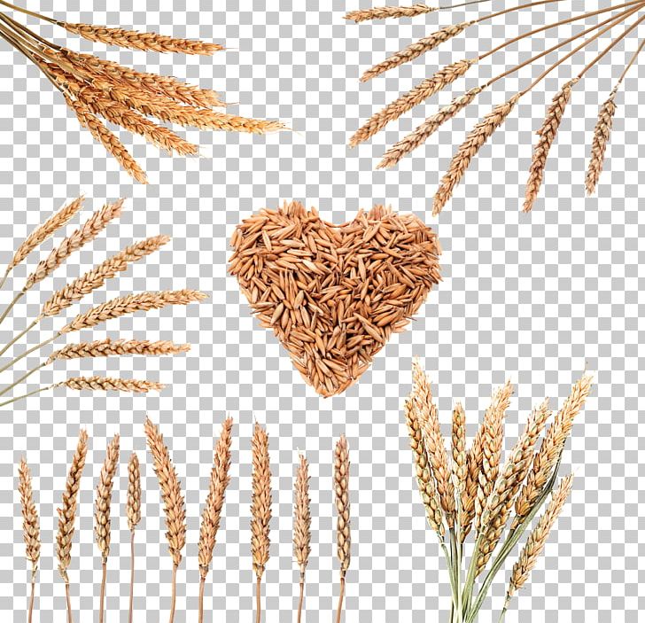 Rice Cereal Wheat PNG, Clipart, Bread, Breakfast Cereal, Cereal Germ, Corn, Dinkel Wheat Free PNG Download
