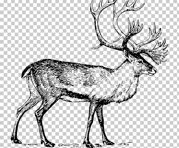 Deer Drawing Art PNG, Clipart, Animal, Animals, Antler, Arctic, Art Free PNG Download