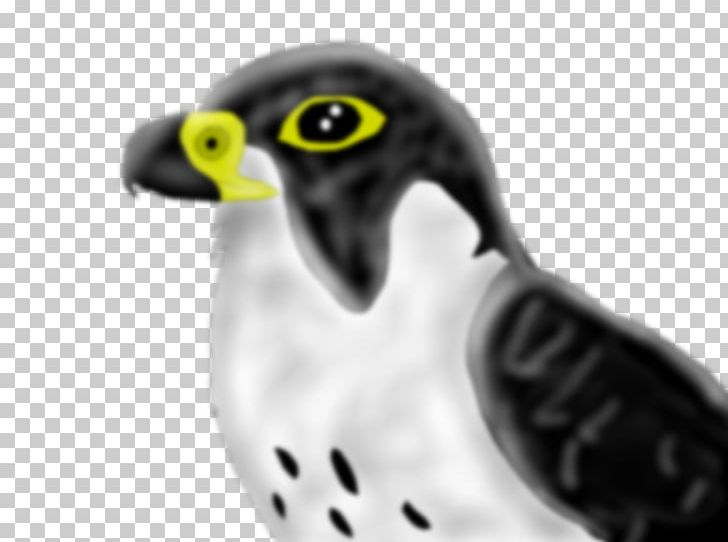 Owl Beak Close-up Falcon Font PNG, Clipart, Beak, Bird, Bird Of Prey, Closeup, Closeup Free PNG Download