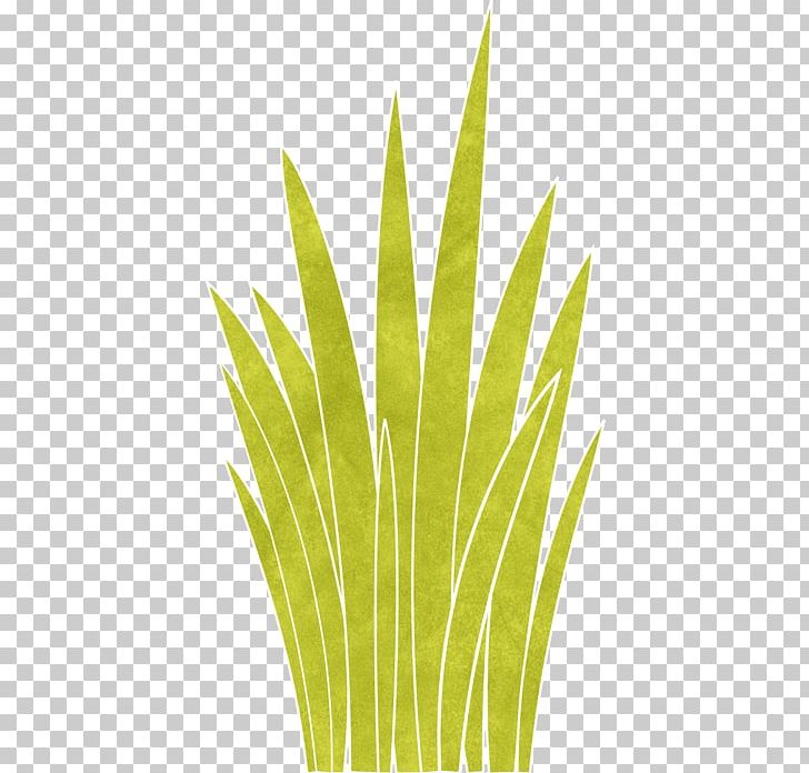 Leaf Grasses Plant Stem Commodity Family PNG, Clipart, Commodity, Family, Grass, Grasses, Grass Family Free PNG Download