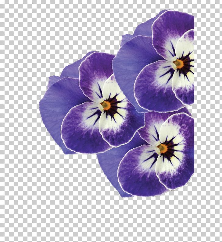 Pansy Valleybrook Gardens Ltd Violet Ontario PNG, Clipart, Blue, British Columbia, Canada, Color, Eye Free PNG Download