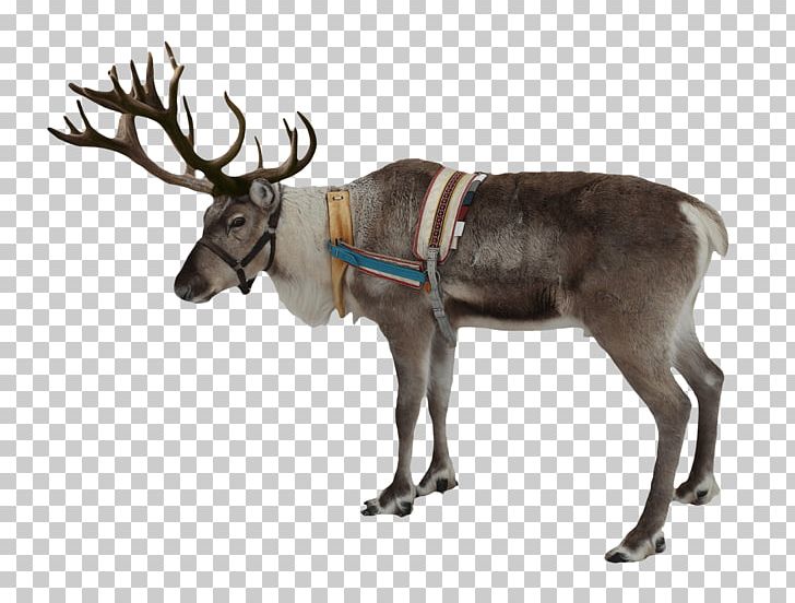 Rudolph Deer Santa Claus PNG, Clipart, Animals, Antler, Christmas, Christmas Ornament, Christmas Tree Free PNG Download