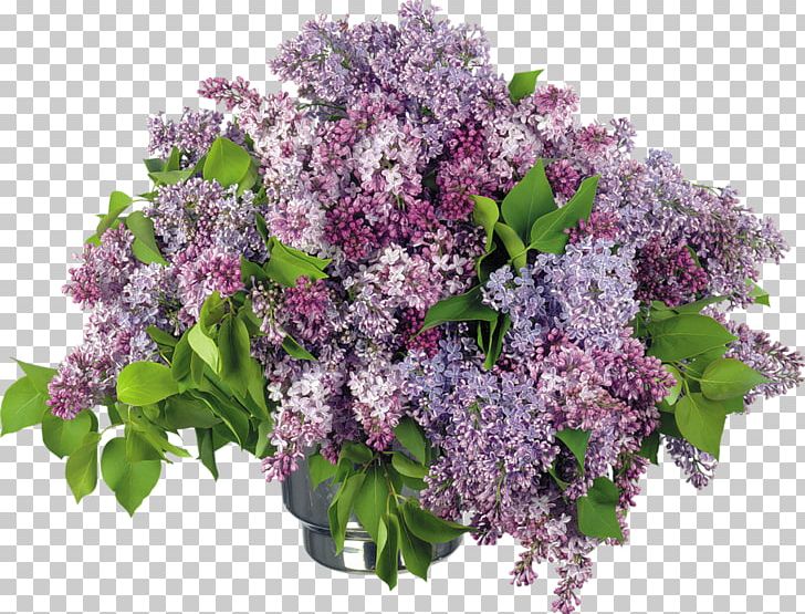 Lilac Desktop Vase PNG, Clipart, Branch, Clip Art, Desktop Wallpaper, Display Resolution, Flower Free PNG Download