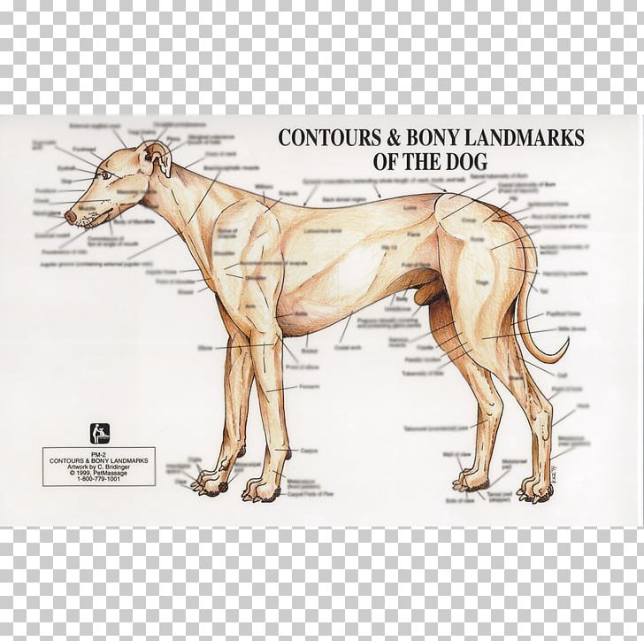 Whippet Italian Greyhound Spanish Greyhound Sloughi PNG, Clipart, Anatomia Animal, Anatomy, Animal, Bone, Canine Massage Free PNG Download