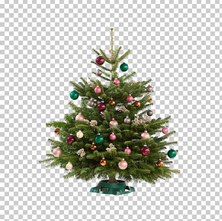 Christmas Tree Christmas Ornament Spruce Fir Pine PNG, Clipart, Blume, Christmas, Christmas Decoration, Christmas Ornament, Christmas Tree Free PNG Download