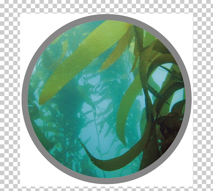 Macrocystis Pyrifera Seaweed Kelp Forest Algae Chromista PNG, Clipart, Algae, Aqua, Brown Algae, Chromista, Deepsea Tangle Free PNG Download