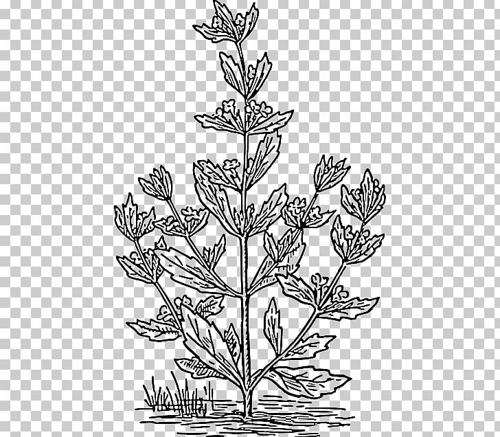 Pennyroyal Mentha Spicata Drawing Plant PNG, Clipart, Bitki, Biyoloji, Black And White, Botany, Branch Free PNG Download