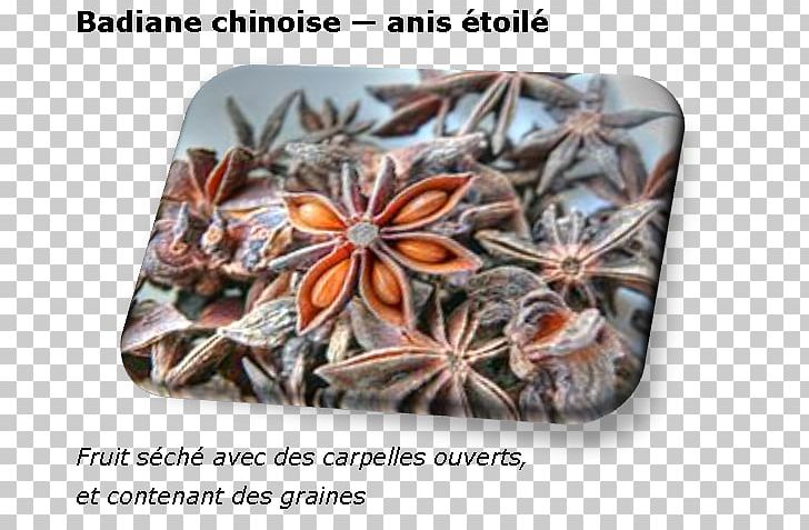 Spice Star Anise Auglis Plant PNG, Clipart, Anise, Auglis, Carpel, Chinese Cuisine, Flavor Free PNG Download
