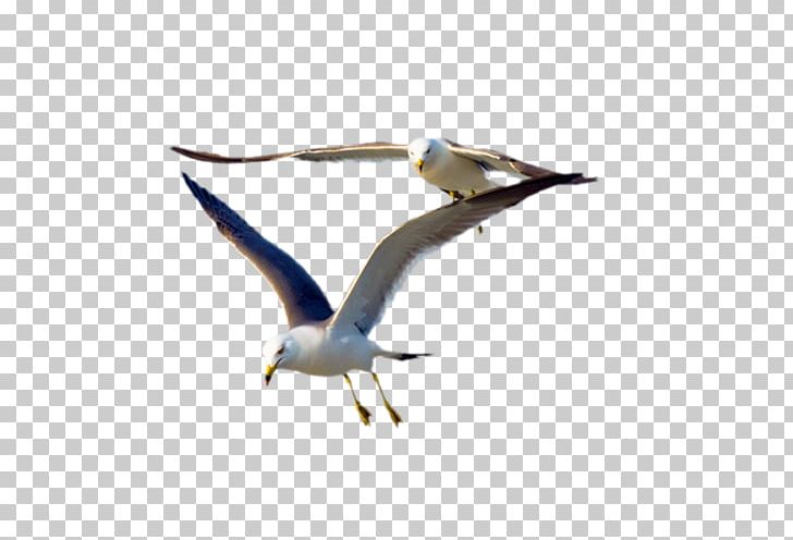Gulls Bird Flight Great Black-backed Gull PNG, Clipart, Animals, Beak, Bird, Bird Colony, Charadriiformes Free PNG Download