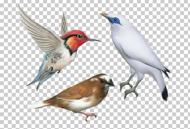 Hummingbird PNG, Clipart, Allens Hummingbird, Animals, Beak, Bird, Bird Feeders Free PNG Download