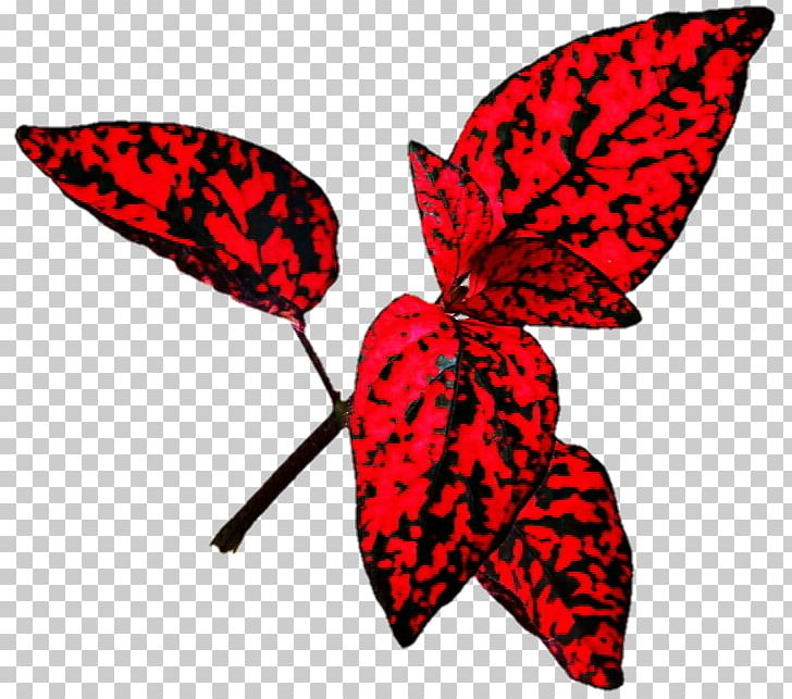 Leaf Polka Dot Plant Red Yellow PNG, Clipart, Arthropod, Artwork, Autumn Leaf Color, Bladnerv, Brush Footed Butterfly Free PNG Download