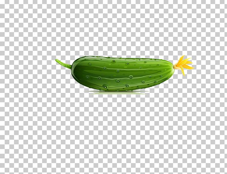 Armenian Cucumber Pepino Vegetable PNG, Clipart, Cucumber Cartoon, Cucumber Gourd And Melon Family, Cucumber Juice, Cucumbers, Cucumber Slice Free PNG Download